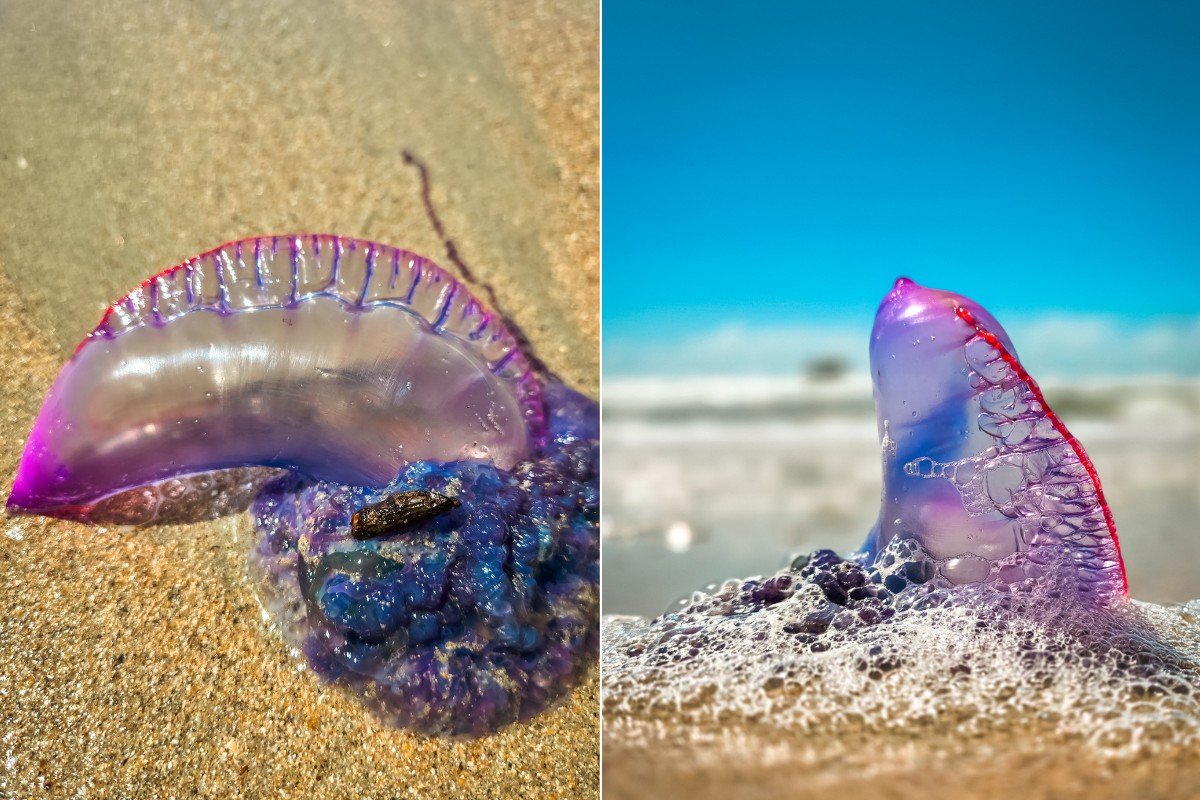 Caravelas se intensificam em praias de São Luís
