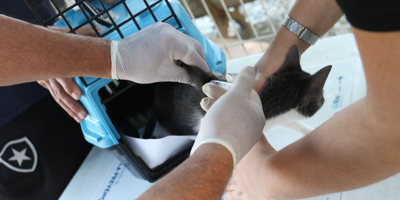Rio confirma raiva em cão após contato com morcego