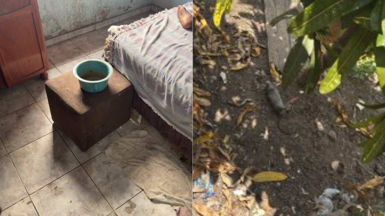 Filho é preso suspeito de abandonar mãe de 96 anos em casa com ratos mortos no Maranhão