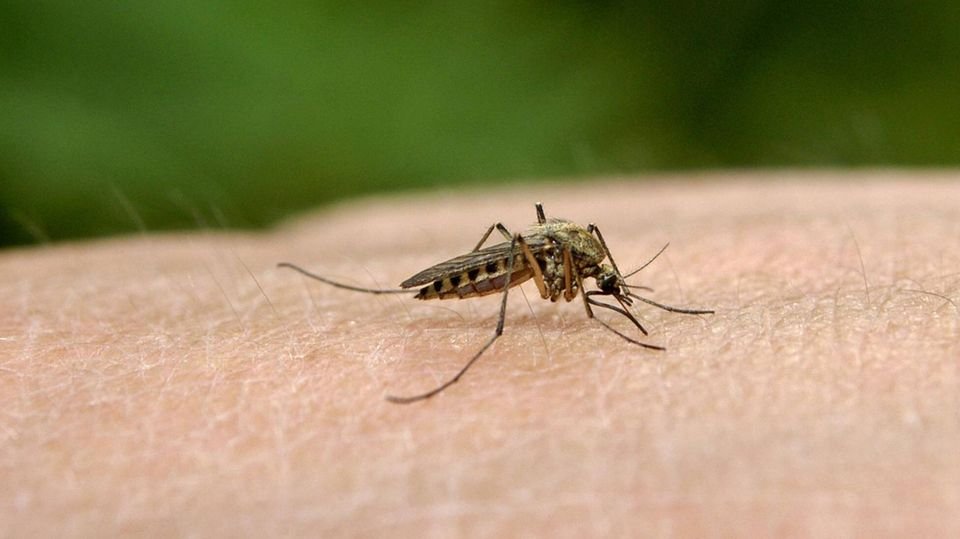 Casos de dengue aumentam 76,8% em São Luís entre janeiro e setembro de 2026