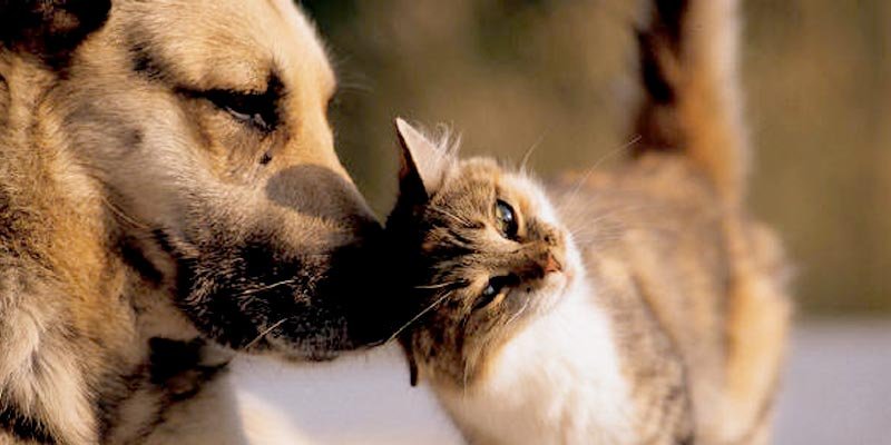 Outubro Rosa: câncer de mama também afeta cães e gatos; veja como identificar os sinais